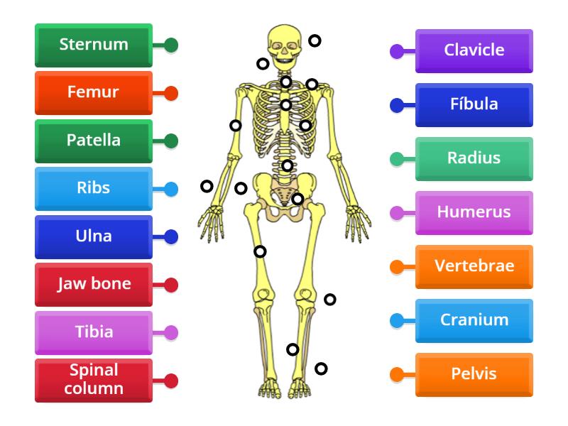 Skeletal System - Labelled diagram