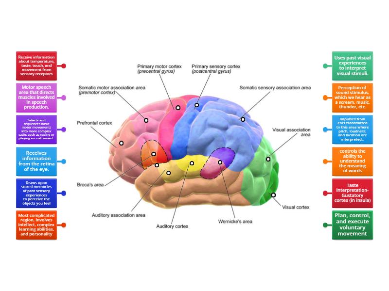 Parts of the brain - Labelled diagram