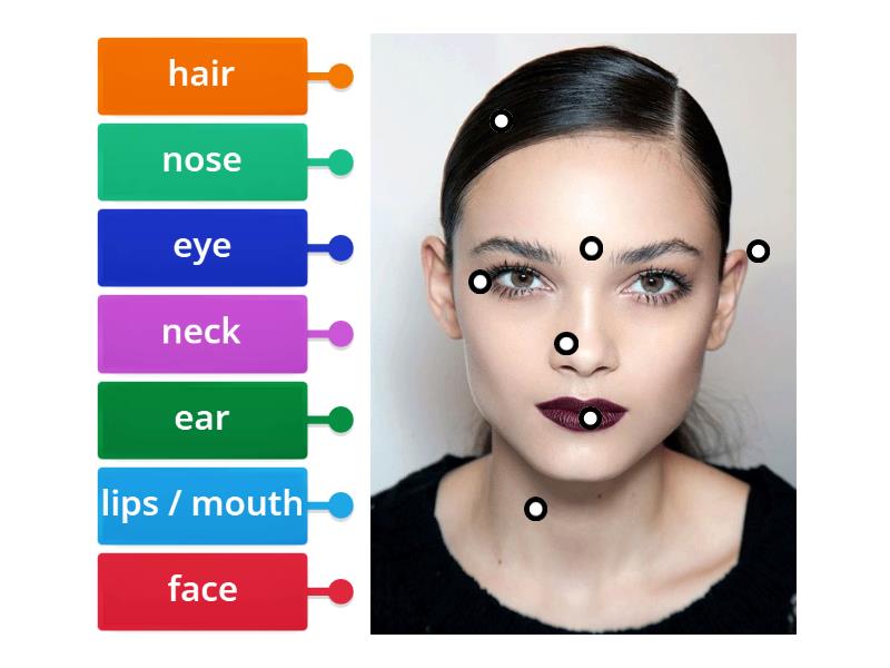 Body parts (head) - Labelled diagram