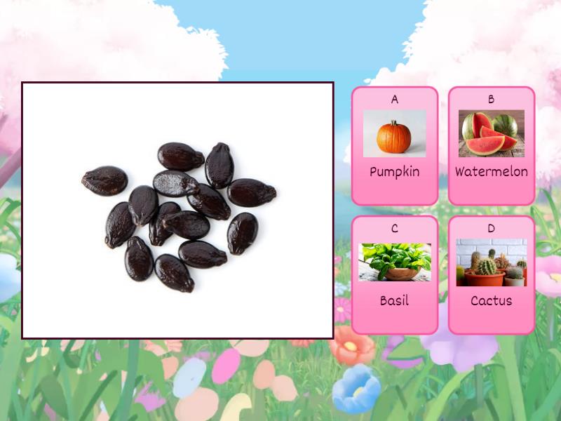 Guess the type of seed! - Quiz