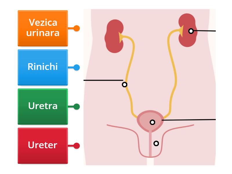 sistem urinar - Labelled diagram