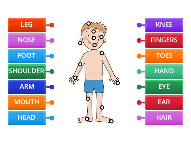 Body parts - Labelled diagram