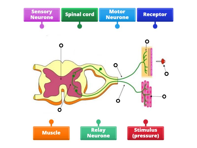 Reflex arc to label - Diagrama con etiquetas