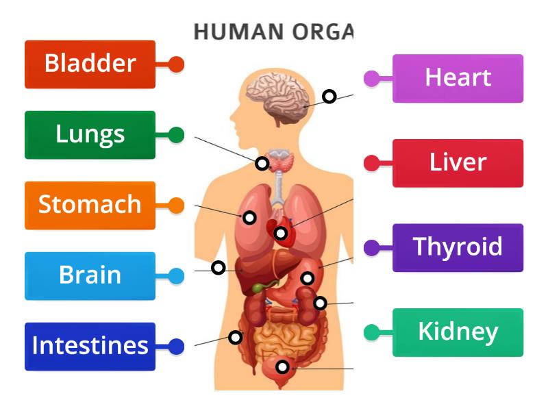 organs in human body - Labelled diagram