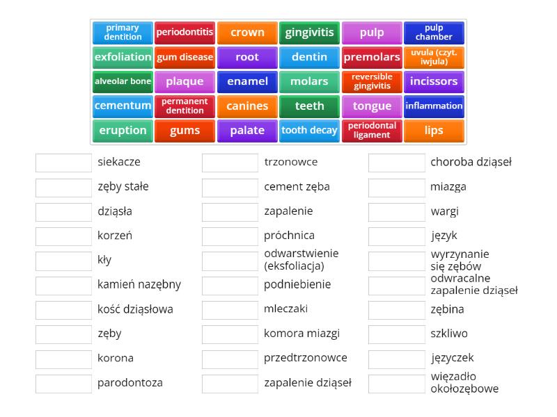 Basic Dental Terminology Match Up