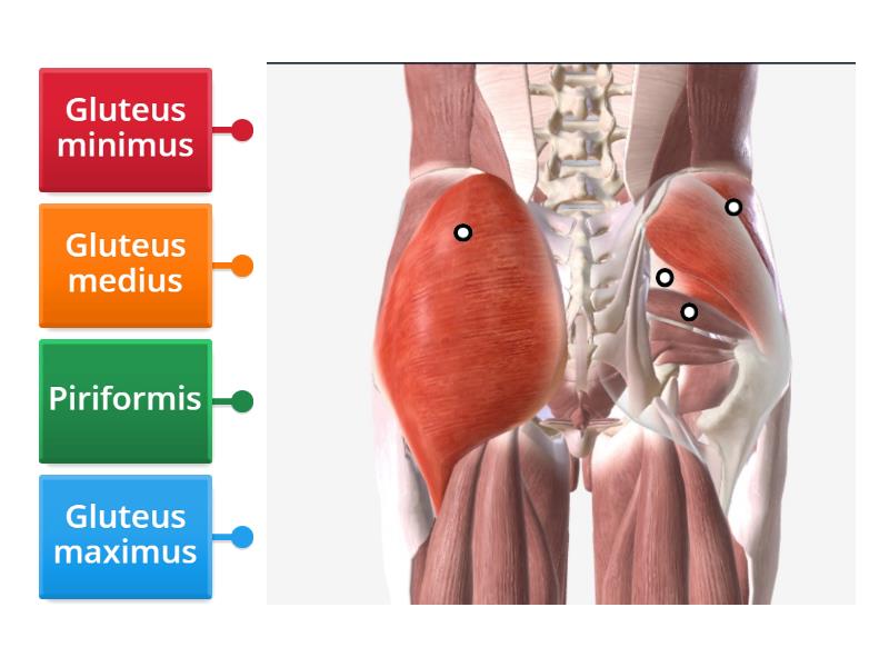 Posterior Hip Muscles Labelled Diagram 3867