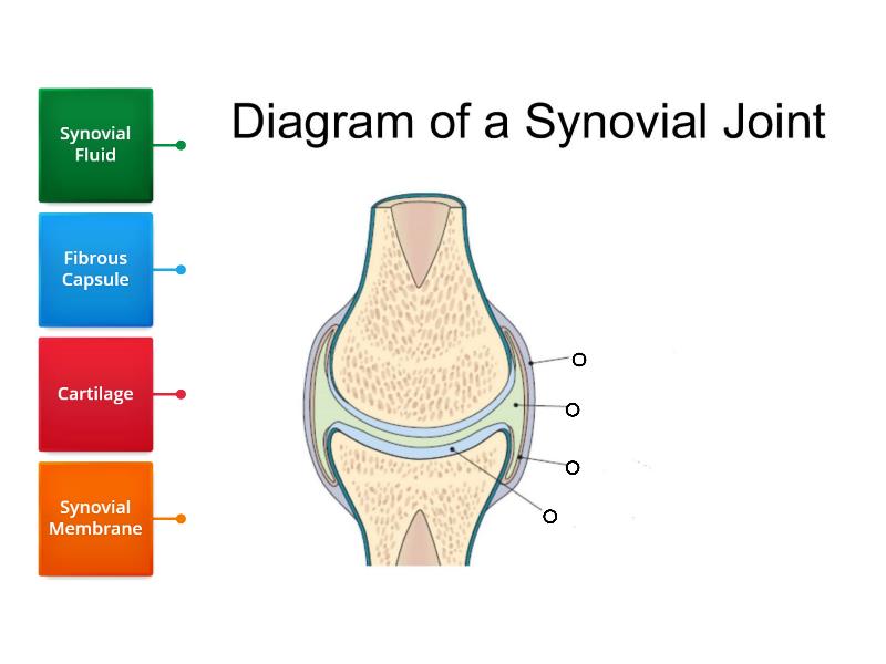 Label Synovial Joint Easy Rysunek Z Opisami 6946