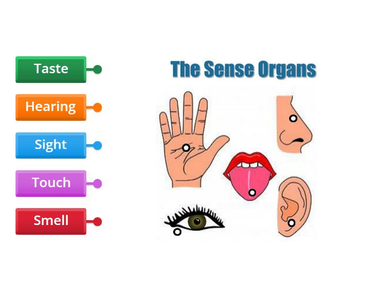 Five senses - Labelled diagram