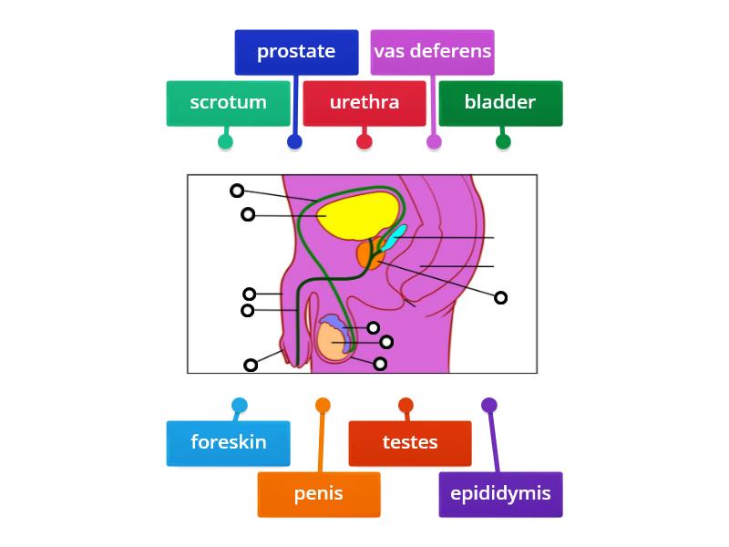 Male reproductive system - Labelled diagram