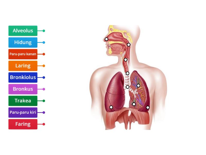 Sistem Pernapasan pada Manusia - Labelled diagram