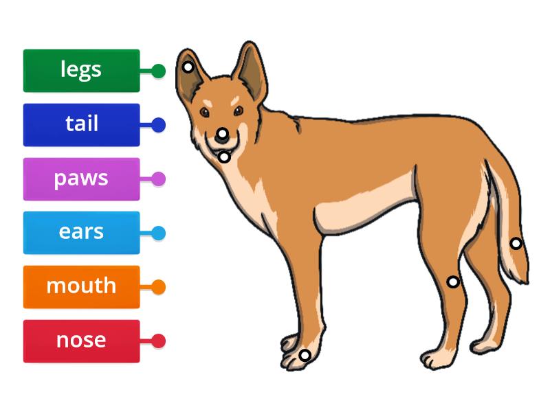 Can you label the body parts of a dog? - Labelled diagram