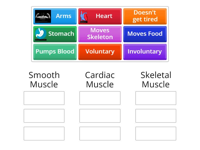 Types of Muscles - Group sort