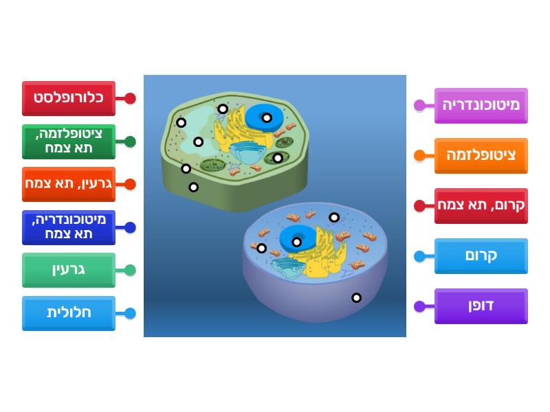 תא צמח ותא אנימלי - Labelled diagram
