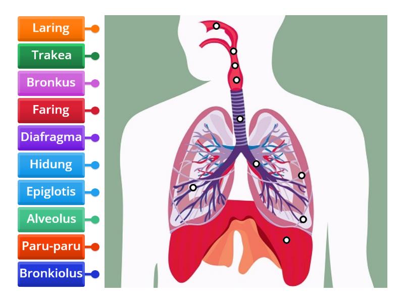 Organ Pernapasan Manusia - Labelled diagram