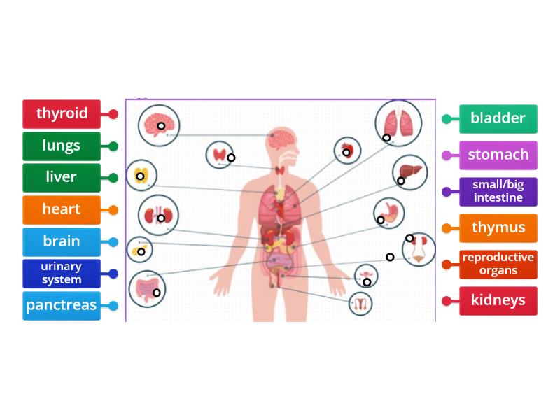 Human organs: label the picture - Labelled diagram