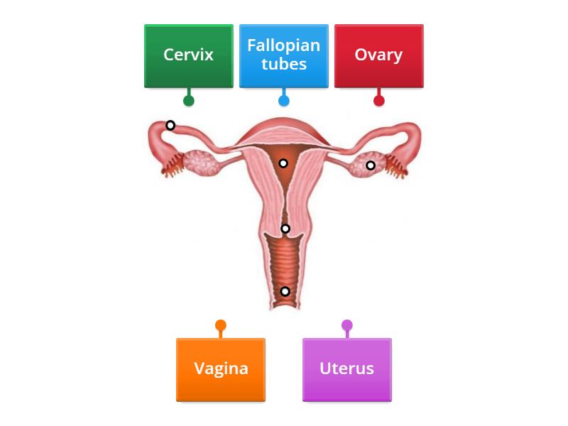 Reproductive system - Labelled diagram