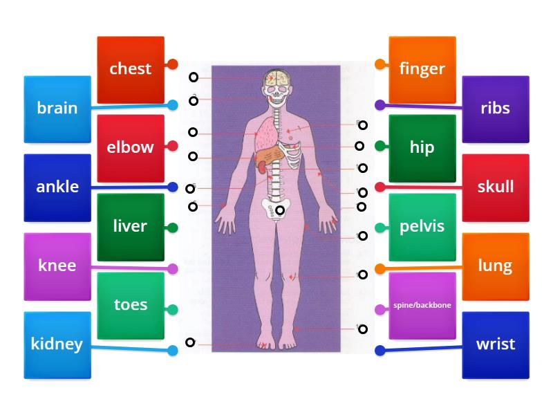 Parts of the body - Labelled diagram