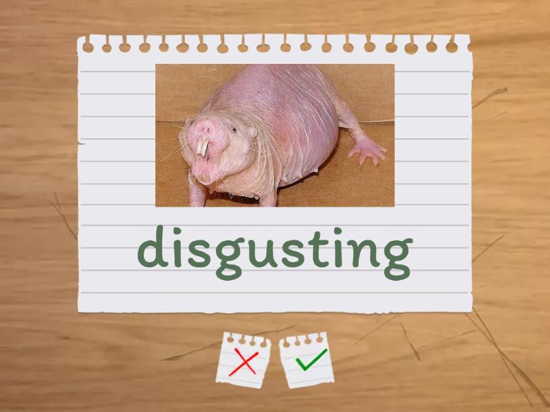 2 Adjectives Next Move 1 unit 6 - Flash cards
