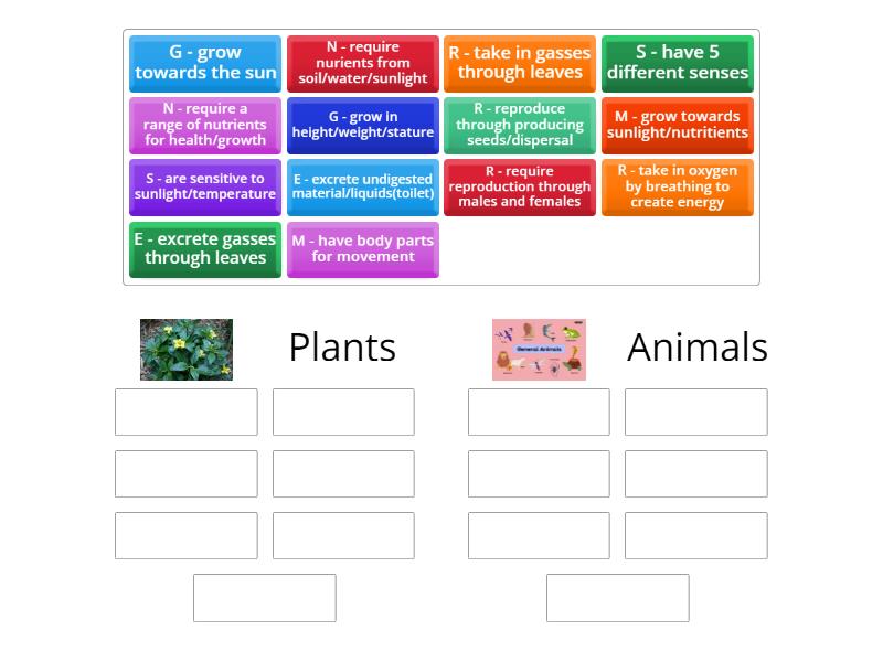 MRS GREN - differences between plants and animals - Group sort