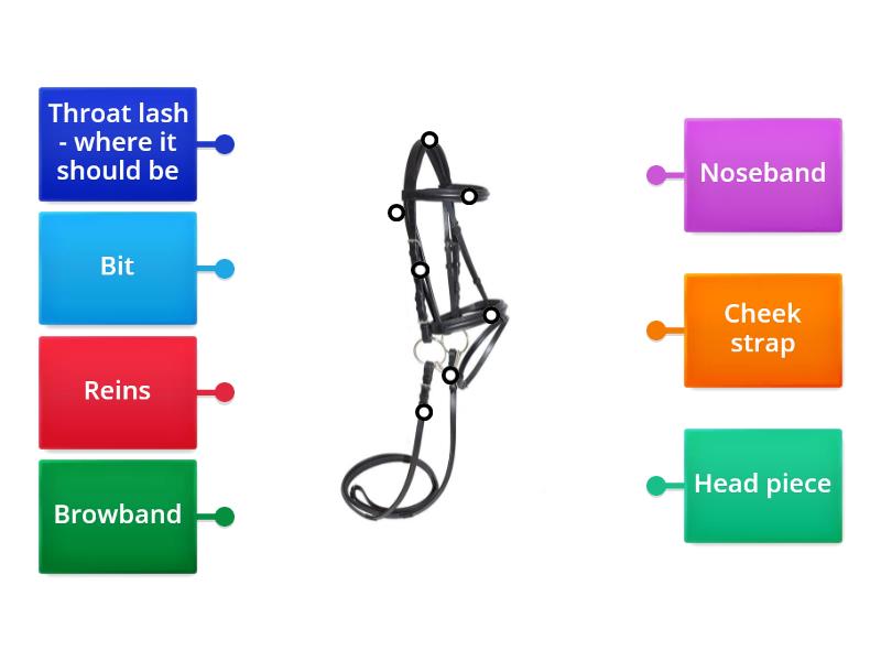 Parts of a bridle - Labelled diagram