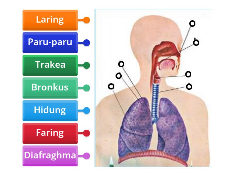 Organ Pernapasan Manusia Labelled Diagram