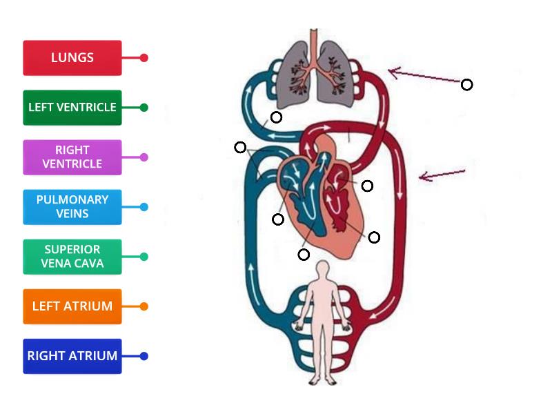 HUMAN CIRCULATORY SYSTEM - Labelled diagram