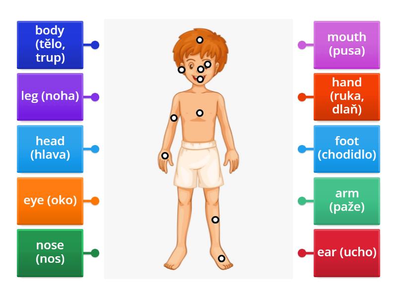 Labelled diagram Biology Diagrams