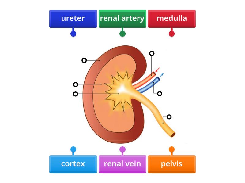 LC Biology - Kidney - Labelled diagram