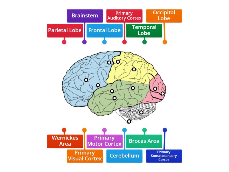 Labelling The Lobes Of The Brain - Labelled Diagram