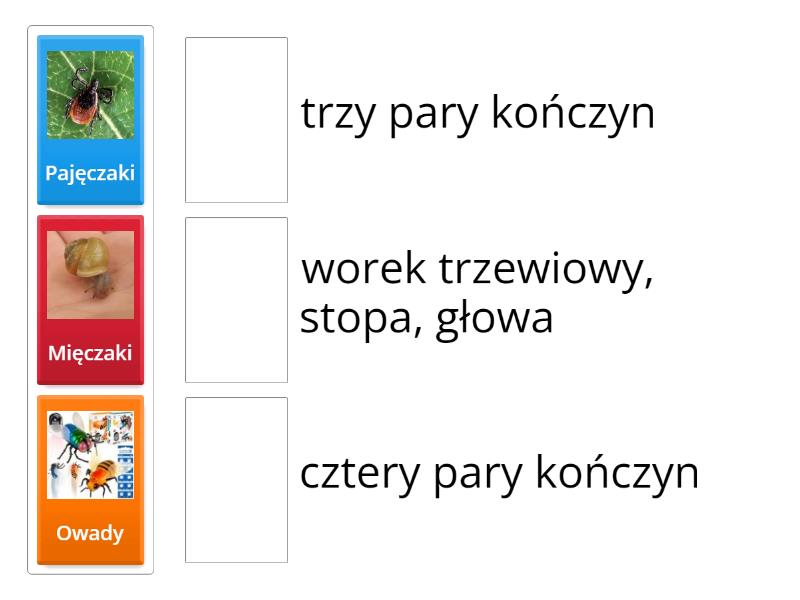 Sprawdzian Mięczaki I Stawonogi stawonogi i mięczaki - Match up