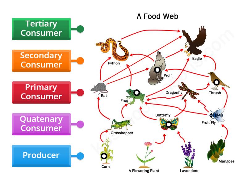 Food Web practice - Labelled diagram