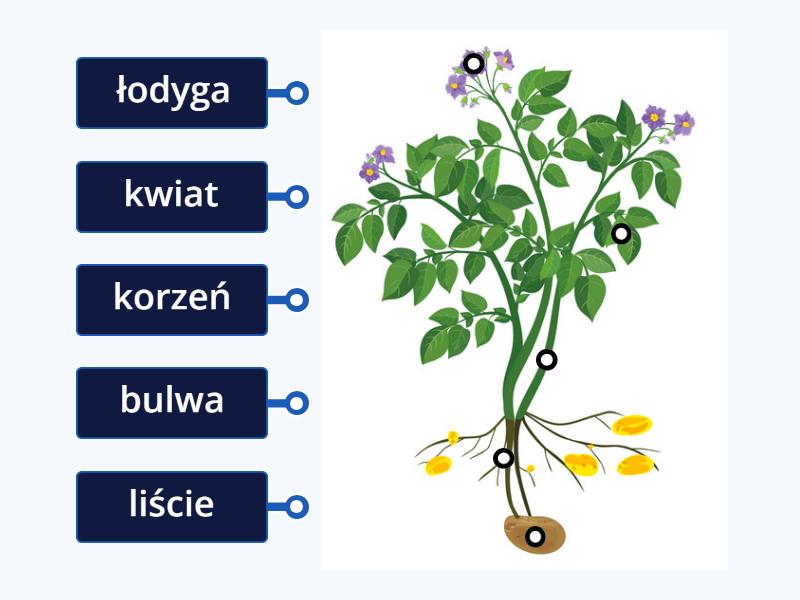 Sprawdzian Przyroda Kl Ii Budowa Ziemniaka