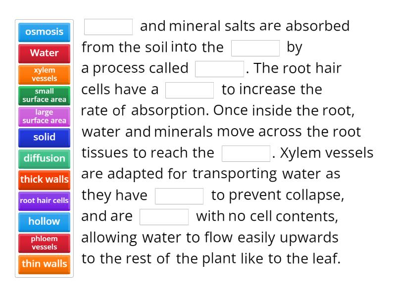 Y9 4.1 RHC and Xylem Lesson Summary - Complete the sentence