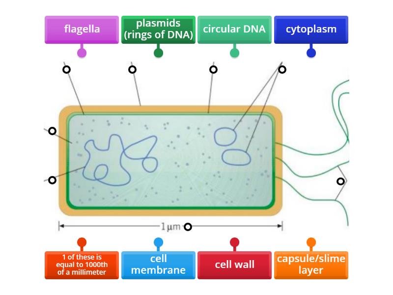 Prokaryotic cells - Labelled diagram