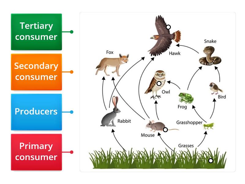 Energy Flow in the Food Chain - Labelled diagram