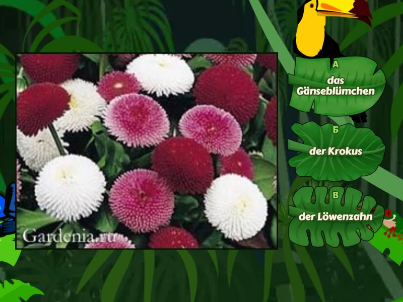  Blumen - Quiz 