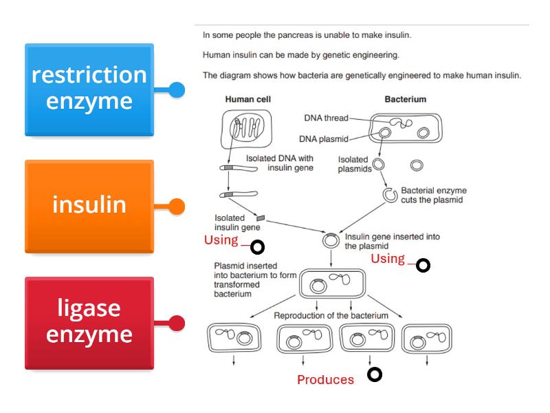 Genetic engineering bacteria to produce insulin - Labelled diagram