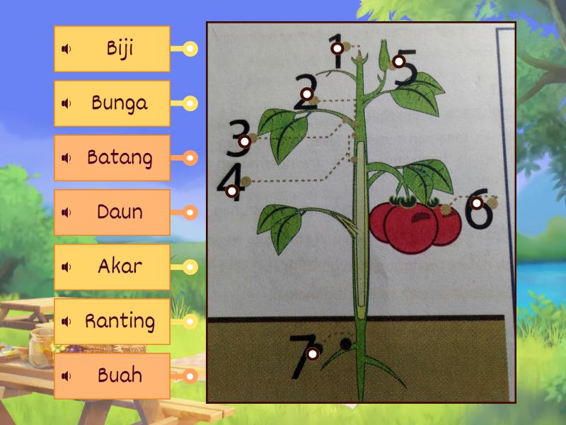 Bagian-Bagian Dari Tumbuhan - Labelled Diagram