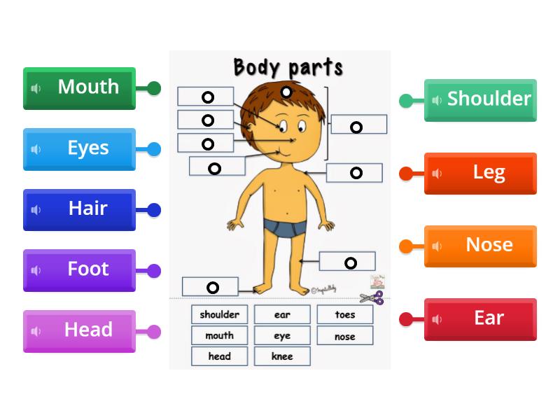 Body Parts - Review in December - Labelled diagram