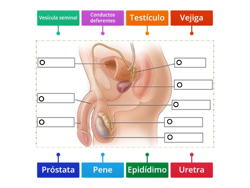 Sistema Reproductor Masculino Labelled Diagram 4430