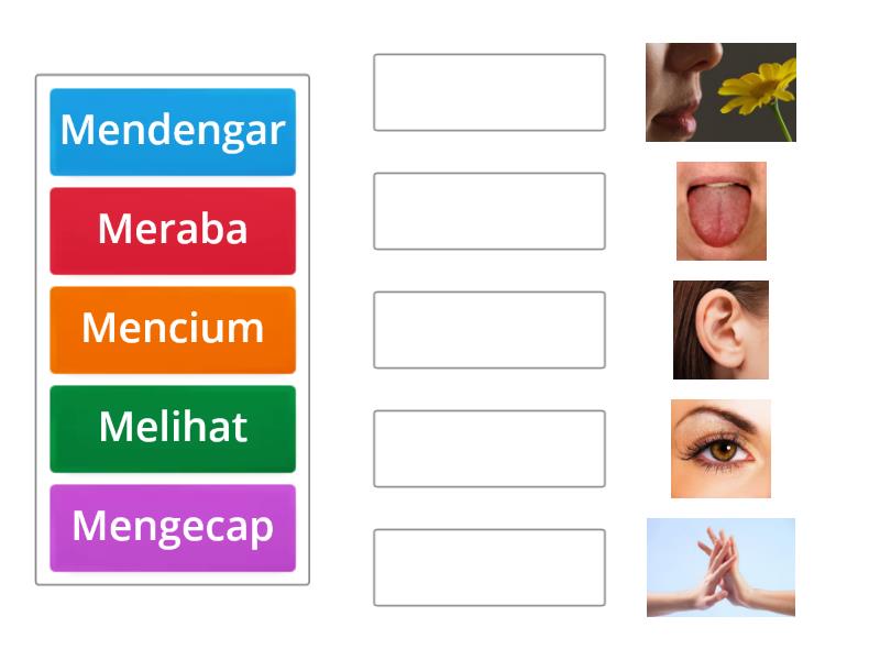 Panca Indera - Match up