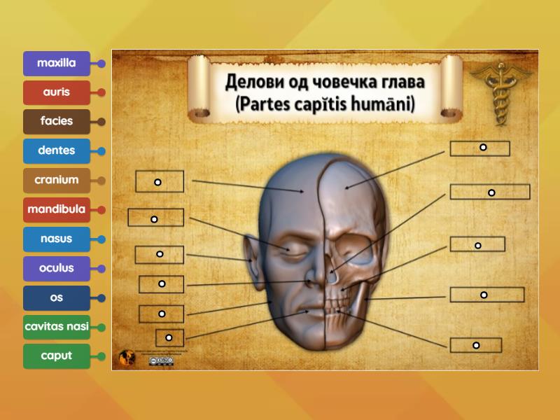 Делови од човечка глава - Labelled diagram