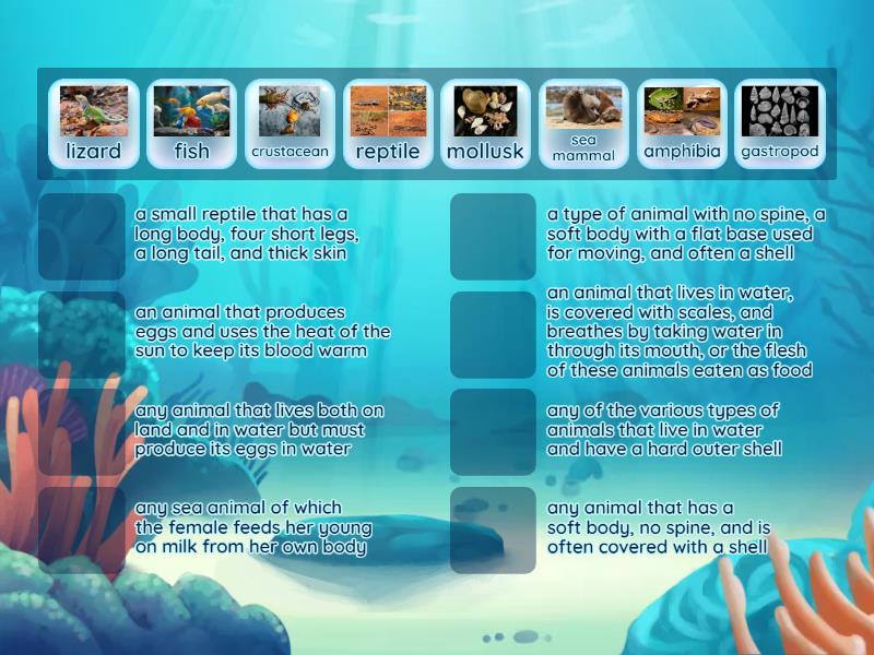 Types of sea creatures - Match up