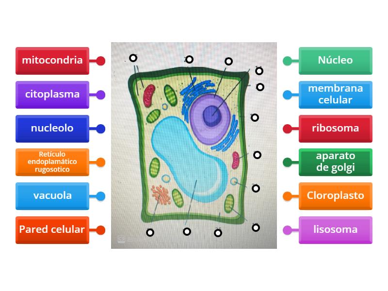 Celula Vegetal - Diagrama Con Etiquetas