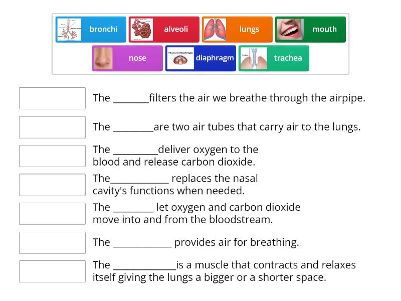 Respiratory System - Match up