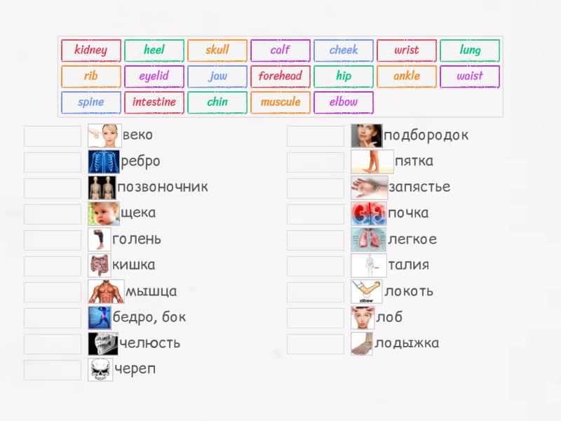 Pars of body - Match up