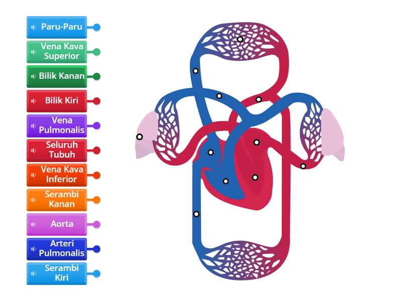 Peredaran Darah Pada Manusia Labelled Diagram