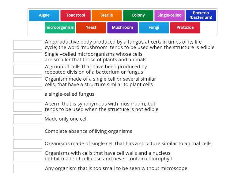 MICROORGANISMS - Match up