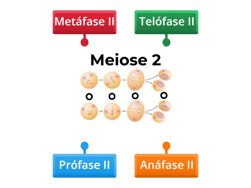 Meiose II - Labelled diagram