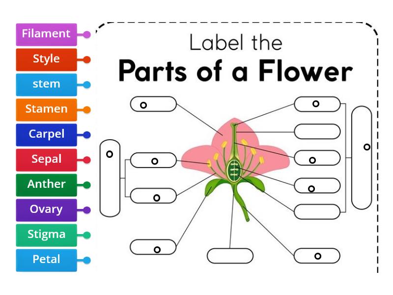 Botany Chapter 3, Label the flower - Labelled diagram